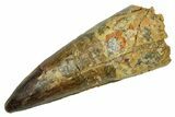 Fossil Spinosaurus Tooth - Real Dinosaur Tooth #373752-1
